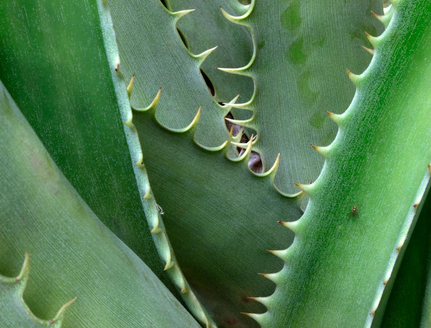 Aloe vera plant — john kokajko