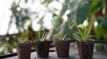 El Aloe Vera puede ser tóxico con medicación