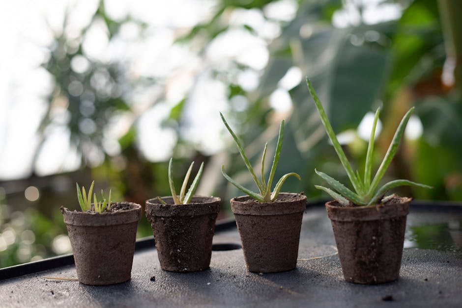 Aloe vera plant — Julissa Pires