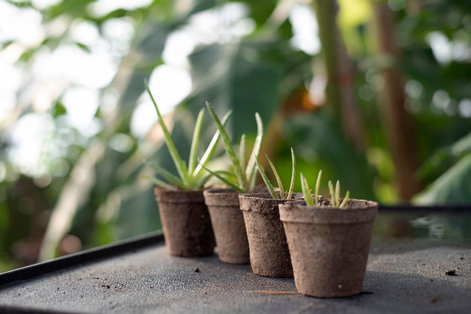 Aloe vera plant — Julissa Pires