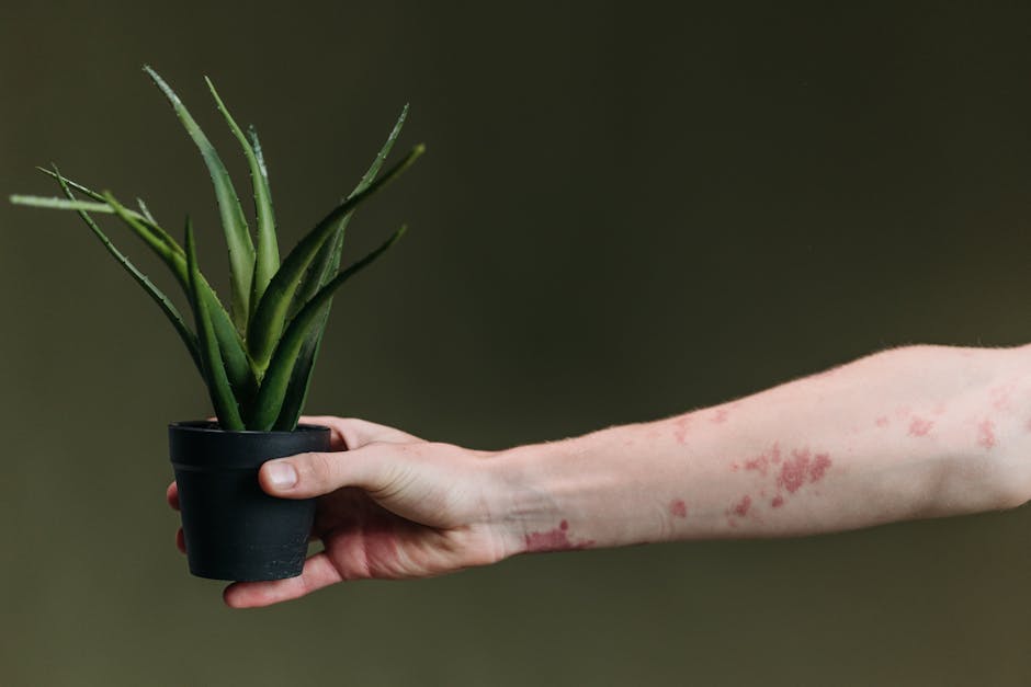 Aloe vera plant — ROCKETMANN TEAM