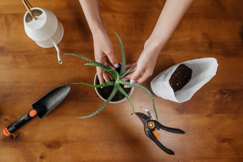 Aloe vera plant — ROCKETMANN TEAM