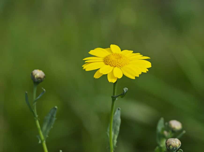 Árnica → Arnica plant — Phil Mitchell