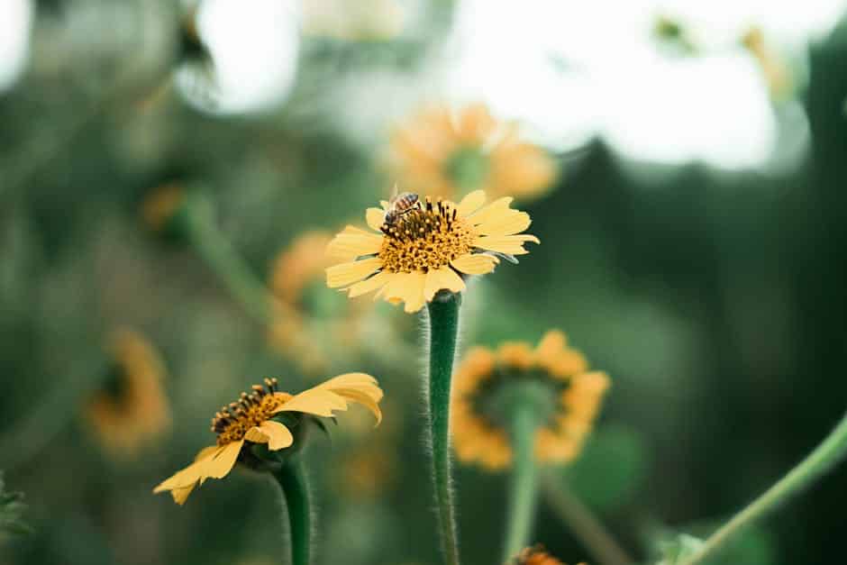 Árnica → Arnica plant — Elchino portrait