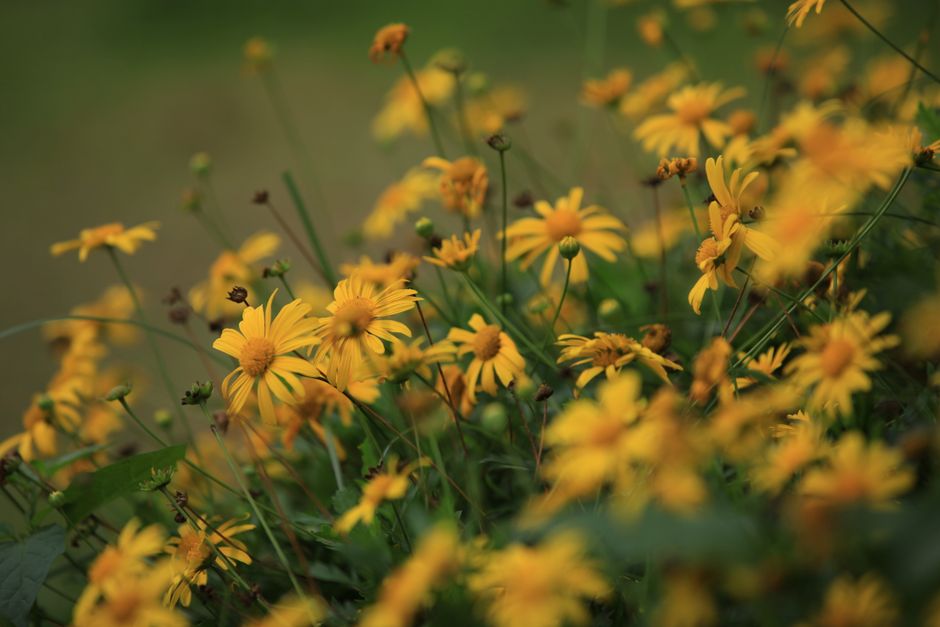 Árnica → Arnica plant — lin CH