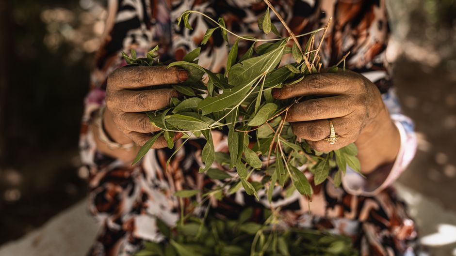 Ashwagandha herb — YOUSSEF elbelghiti