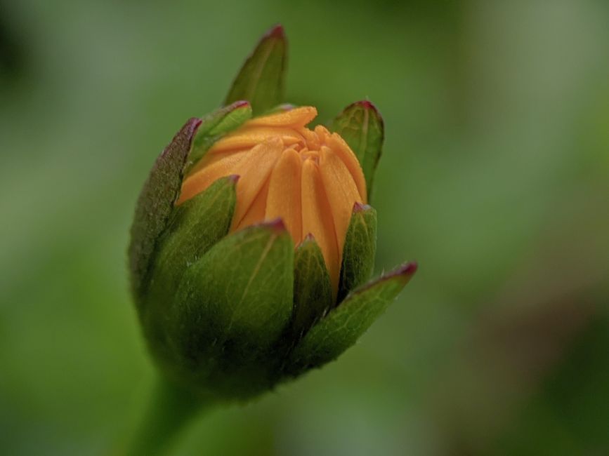 Calendula flowe — Captures of mine