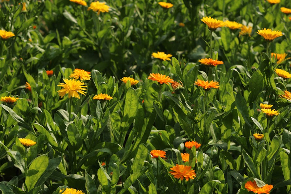 Calendula flowe — Jahra Tasfia Reza