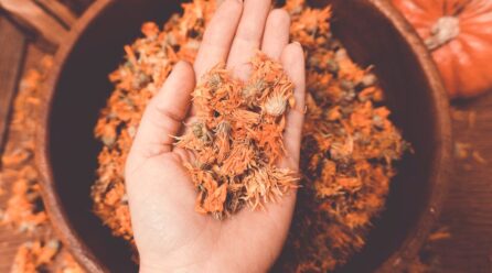 Propiedades medicinales de la calendula nocturna