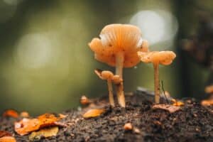 Beneficios del Cordyceps sinensis