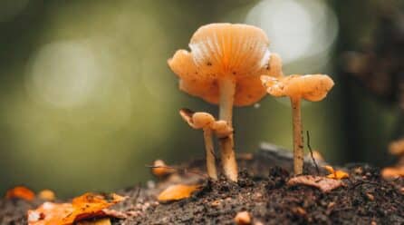 Beneficios del Cordyceps sinensis
