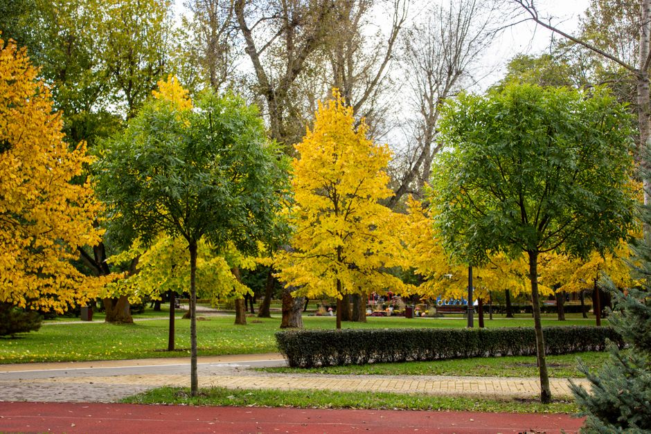 Ginkgo biloba → Ginkgo plant — Natalia Sevruk