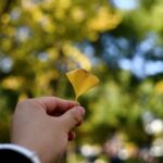 Lo que creías sobre el ginkgo es falso Ginkgo biloba → Ginkgo plant — Yifan Lai
