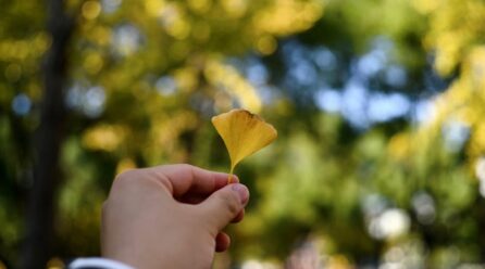 Lo que creías sobre el ginkgo es falso