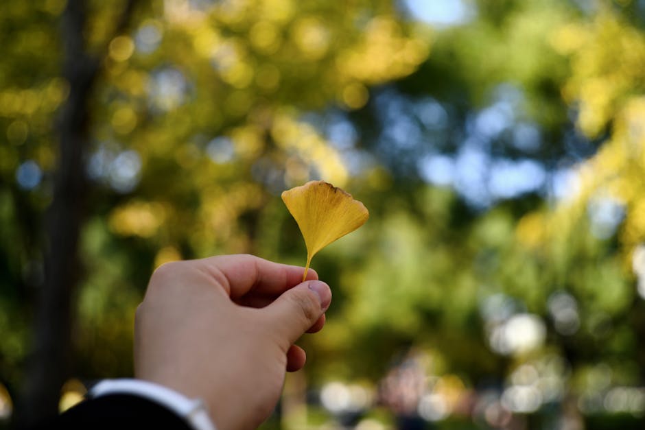 Ginkgo biloba → Ginkgo plant — Yifan Lai