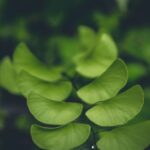 El poder del ginkgo en otoño Ginkgo biloba → Ginkgo plant — Jeswin Thomas