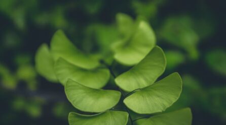 El poder del ginkgo en otoño