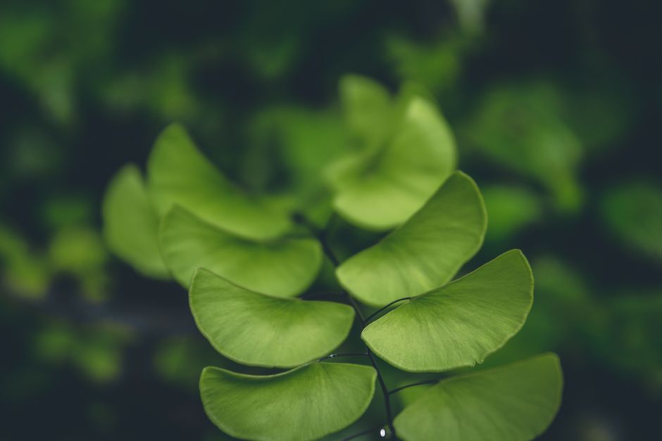 Ginkgo biloba → Ginkgo plant — Jeswin Thomas