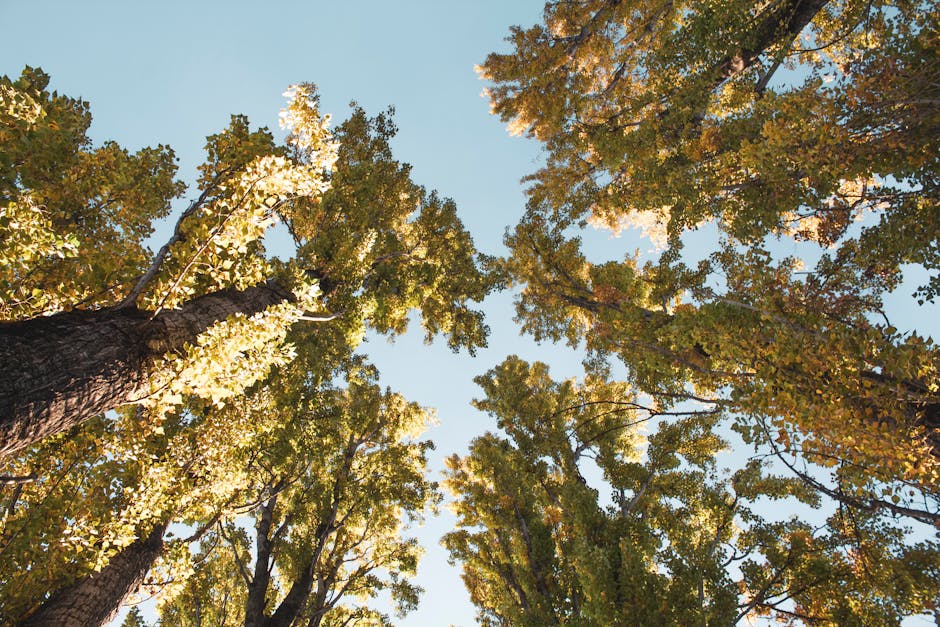 Ginkgo biloba → Ginkgo plant — Est_Photography Nature