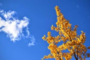 Ginkgo para mejorar la memoria