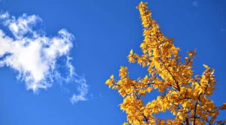 Ginkgo para mejorar la memoria