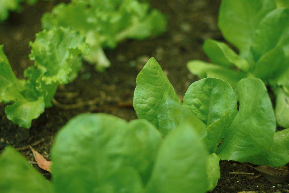 spinach plant — Daniel Dan