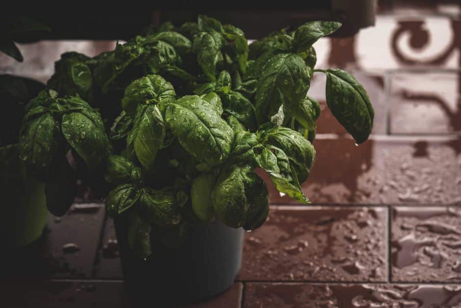 spinach plant — Francesco Ungaro