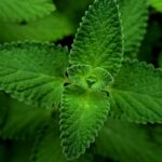 La combinación de tomillo y orégano que potencia defensas Thyme herb — F 植生记