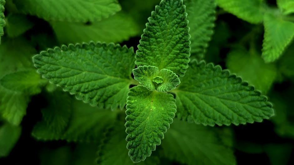Thyme herb — F 植生记