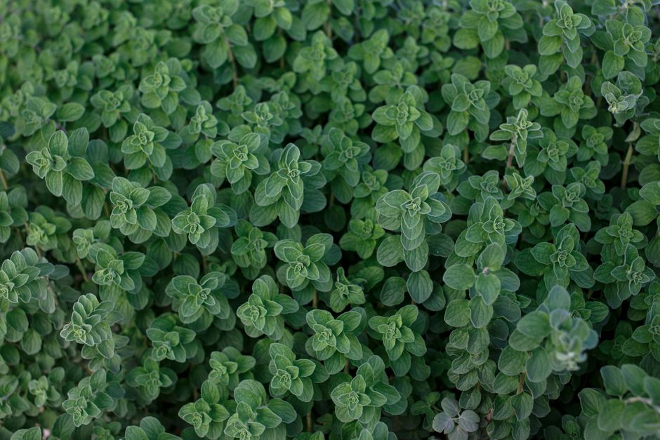 Thyme herb — Milada Vigerova