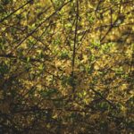 Hamamelis para acné: formas de preparación Witch Hazel — Francesco Ungaro