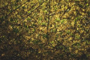 Hamamelis para acné: formas de preparación