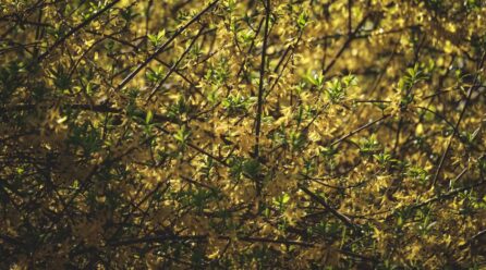 Hamamelis para acné: formas de preparación