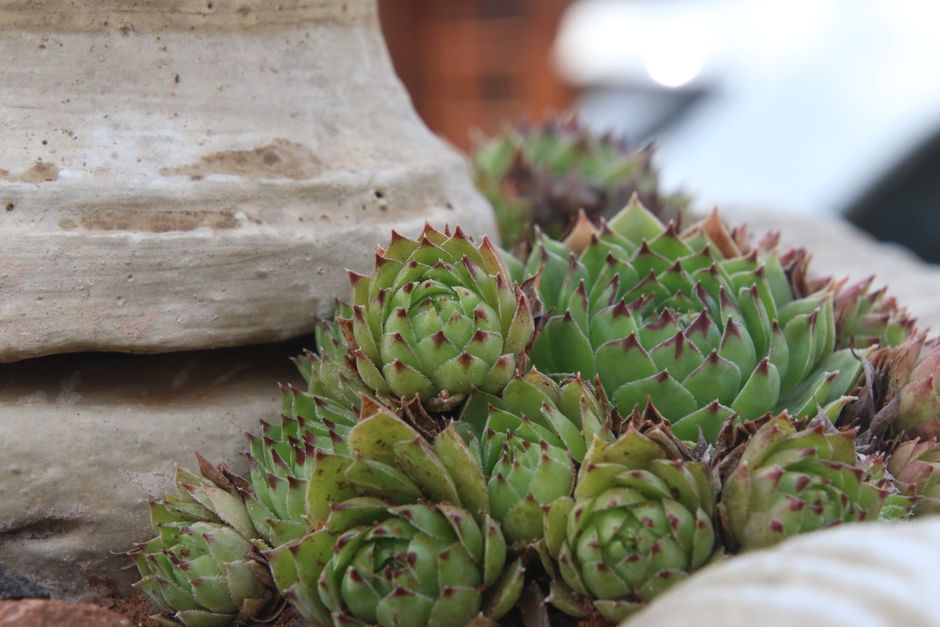 aloe vera plant — Magda Ehlers