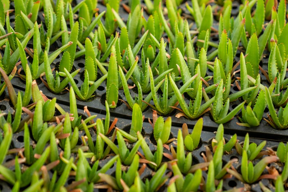 aloe vera plant — Mark Stebnicki