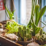 El Aloe Vera puede ser tóxico con medicación aloe vera plant — Valeria Boltneva