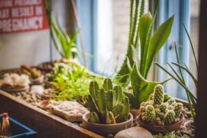 El Aloe Vera puede ser tóxico con medicación