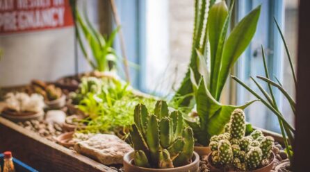 El Aloe Vera puede ser tóxico con medicación