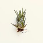 El mito del cuidado del aloe vera descubierto aloe vera plant — Madison Inouye