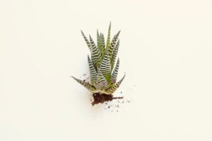 El mito del cuidado del aloe vera descubierto