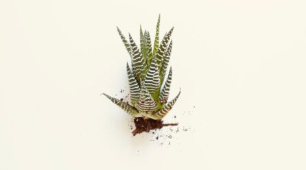 El mito del cuidado del aloe vera descubierto