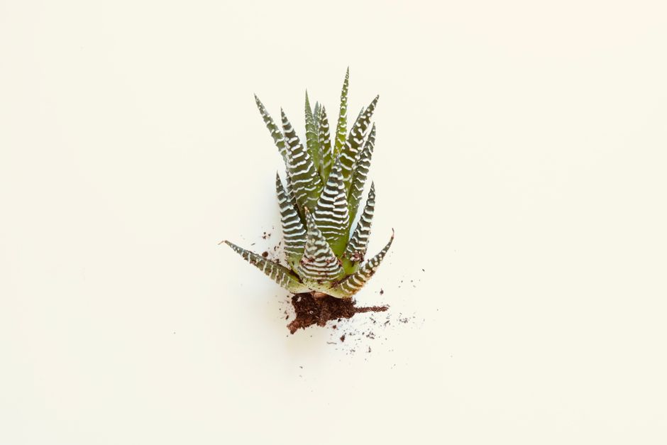 aloe vera plant — Madison Inouye