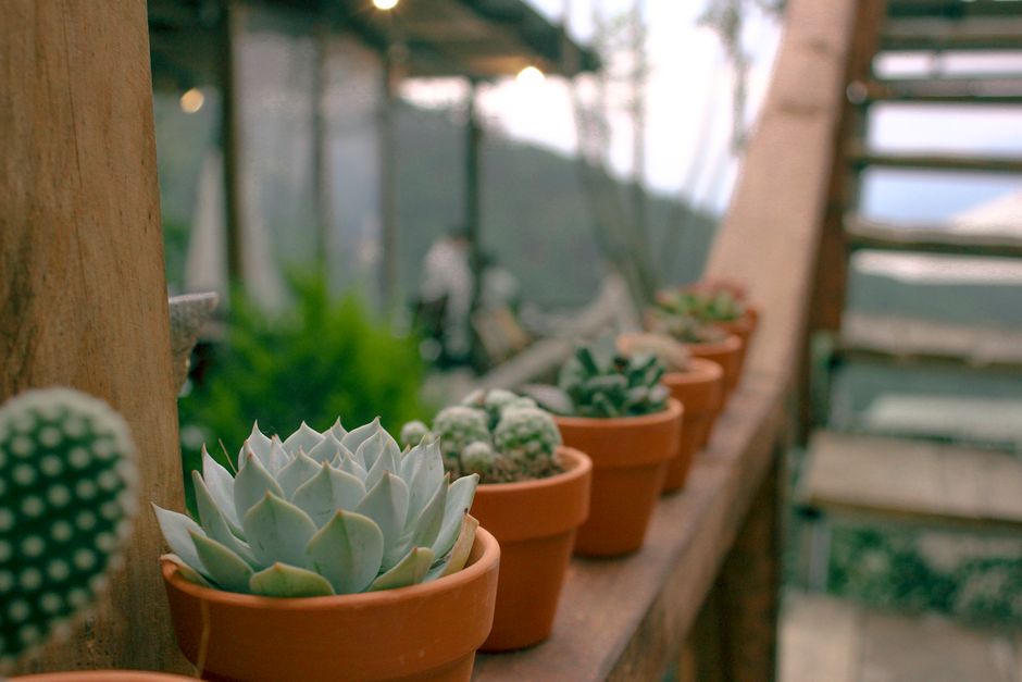 aloe vera plant — Đức Thắng Hồ