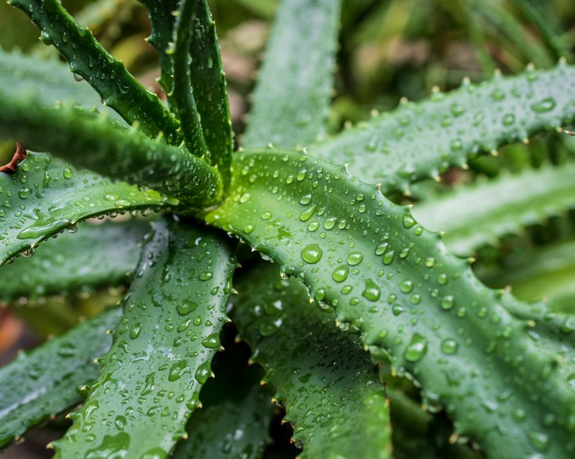aloe vera plant — Phil Evenden