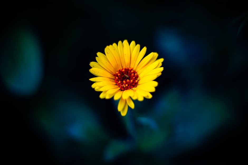 calendula flowe — Jasmin Börsig