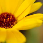 Caléndula para heridas cutáneas calendula flowe — Narda Yescas