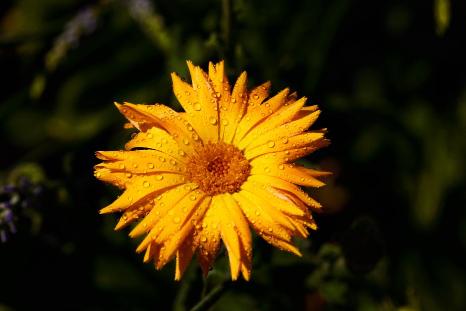 calendula flowe — Philipp Fahlbusch