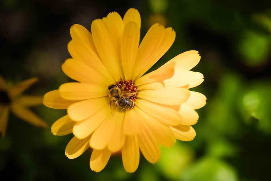 calendula plant — Brendan Rühli