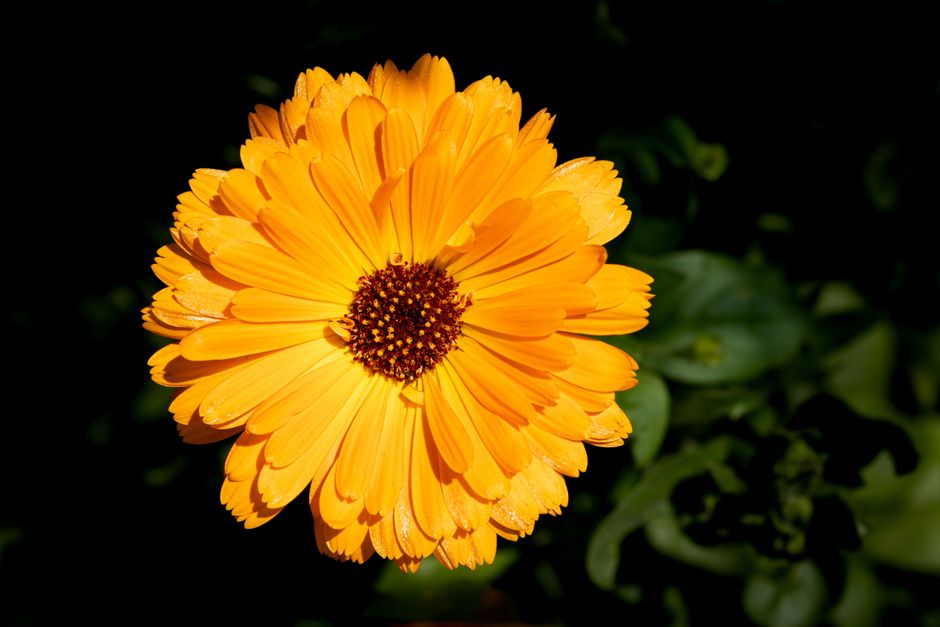 calendula plant — Brendan Rühli