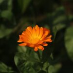 Té de caléndula por la mañana calendula plant — Jahra Tasfia Reza